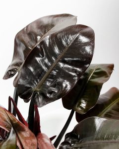 Philodendron Black Cardinal