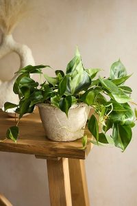 Philodendron Brasil