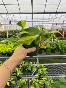 Philodendron Brasil