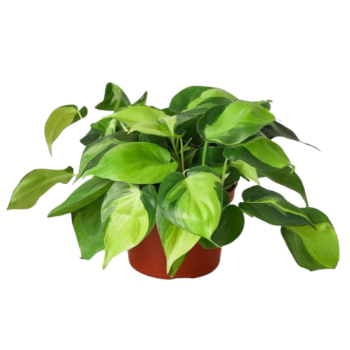 Philodendron Brasil