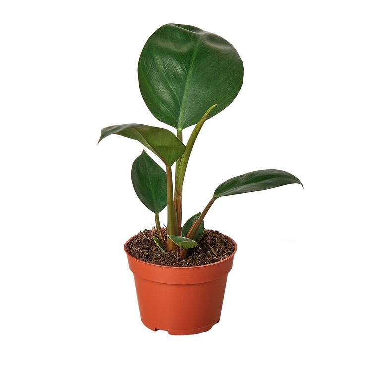 Philodendron Rojo Congo