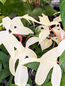 Philodendron Florida Ghost