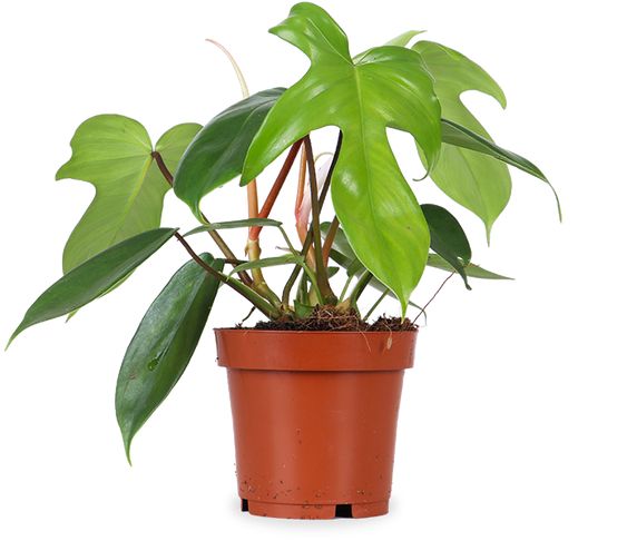 Know Your Plants: How to Tell the Difference Between Philodendron and Pothos