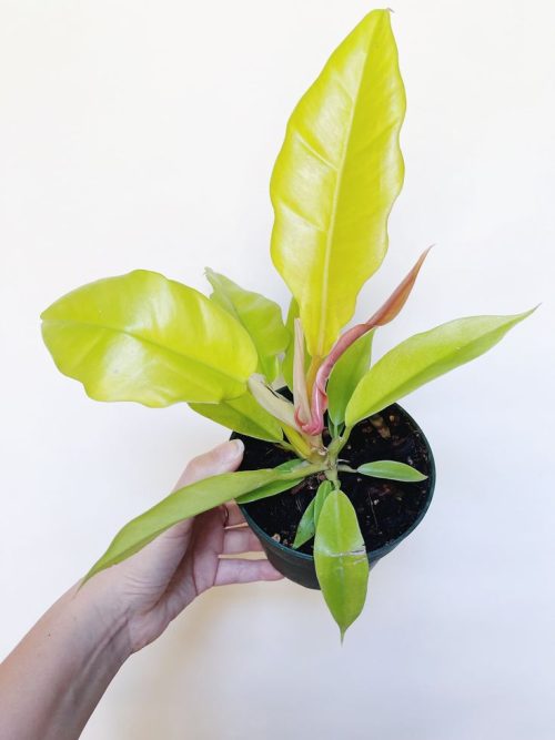 Protect Ceylon Golden Philodendron from freezing in winter