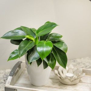 Philodendron Green Princess