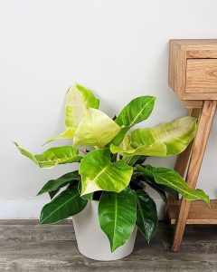 Philodendron Moonlight