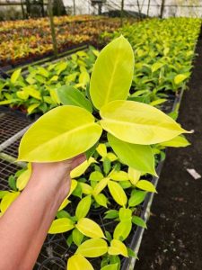 Philodendron Moonlight