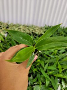 Philodendron Narrow