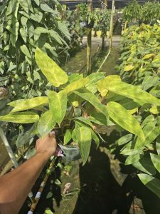 Philodendron Painted Lady