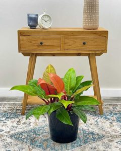 Philodendron Prince of Orange