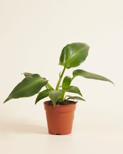 Heartleaf Philodendron