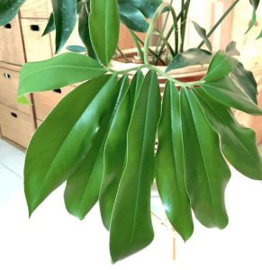 Philodendron goeldii