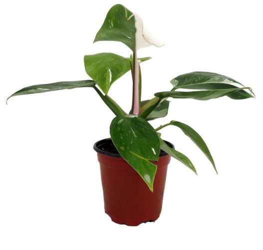 Philodendron white princess