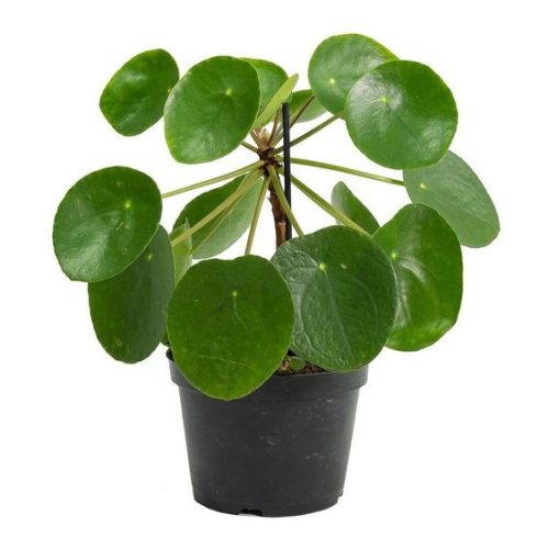 Pilea Peperomioides Chinese Money