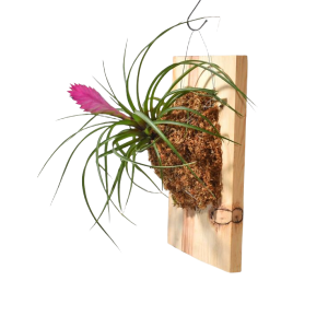  Pink Quil Airplant