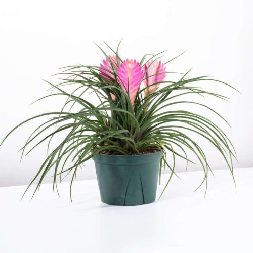 Pink Quil Airplant