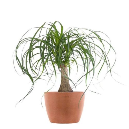 Ponytail Palm Bonsai