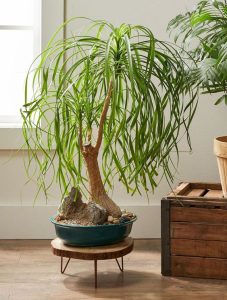 Ponytail Palm Bonsai