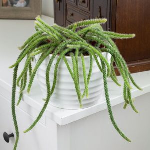 Rat Tail Cactus