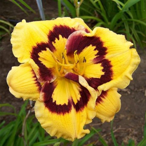 Rebloomer Daylily