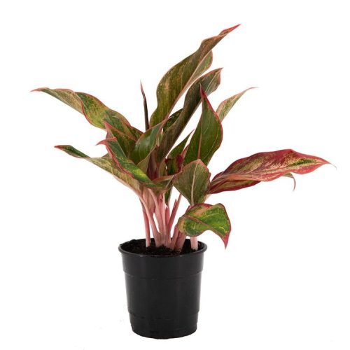 Aglaonema Red Valentine