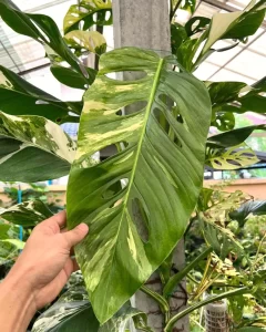 Silver Monstera