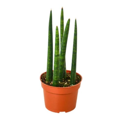 Sansevieria Francisii Spiky