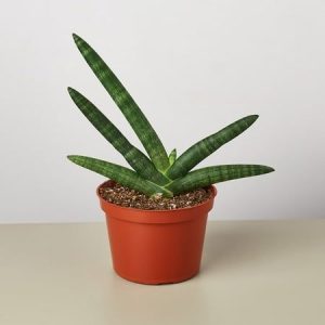 Sansevieria Francisii Spiky2