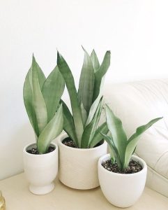 Sansevieria Moonshine