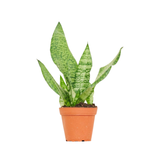 Sansevieria Zeylanica