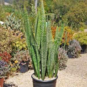 Sansevieria Zeylanica Fan