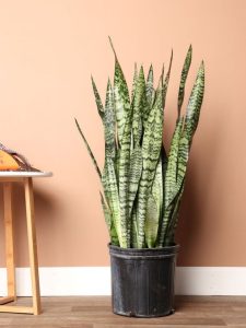 Sansevieria Zeylanica