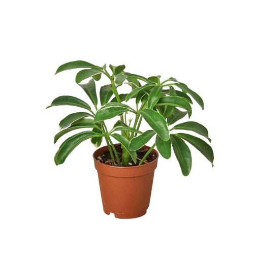 Schefflera Arboricola