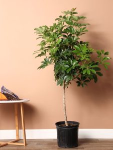 Schefflera Arboricola