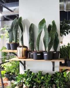 Whale Fin Sansevieria