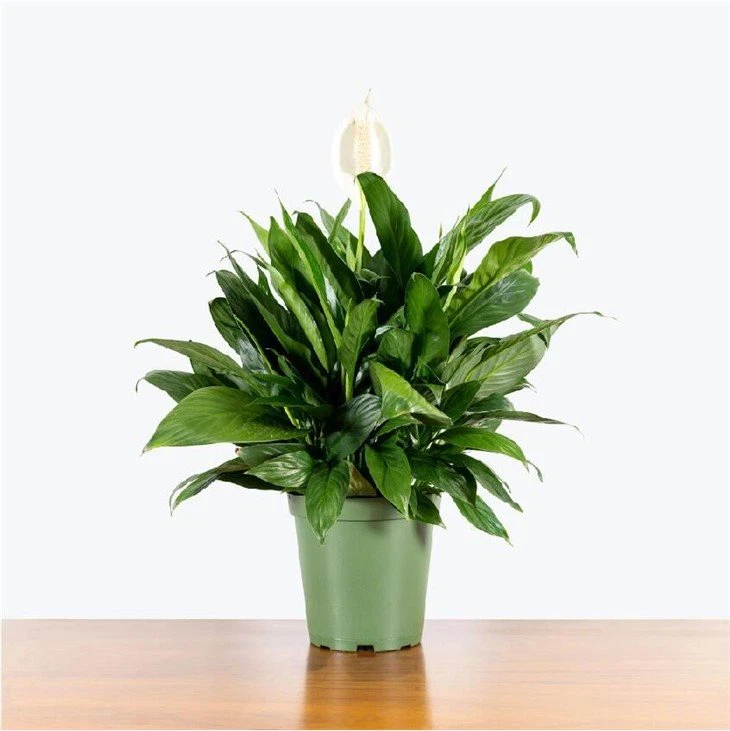 Plant characteristics of Spathiphyllum