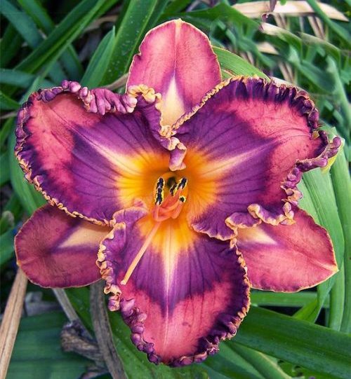 Spectrum Daylily