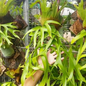 Staghorn Ferns