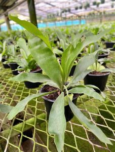 Staghorn Fern