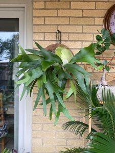 Staghorn Fern