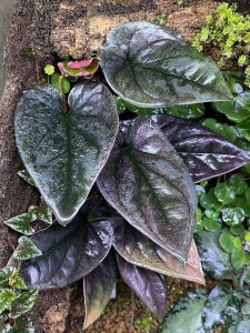 Wendland Syngonium detail