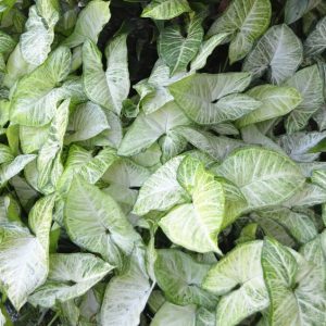 Syngonium White Arrowhead