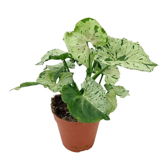 Syngonium podophyllum Green Splash