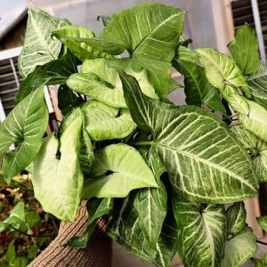 Syngonium  White Butterfly