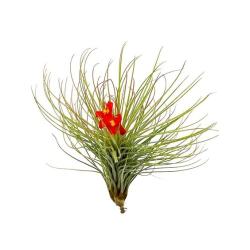 Tillandsia Andreana