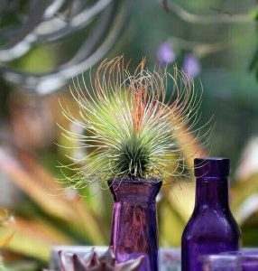 Tillandsia Andreana