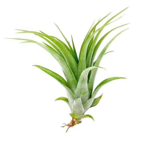 Tillandsia Brachycaulos