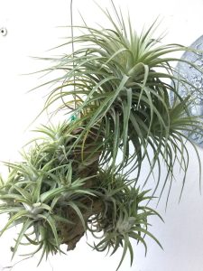 Tillandsia Brachycaulos