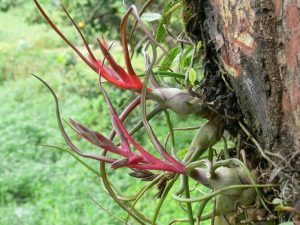 Tillandsia Bulbosa 