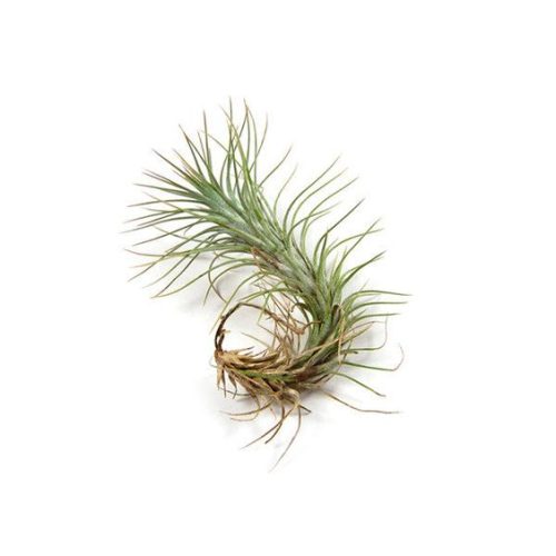 Tillandsia Funkiana